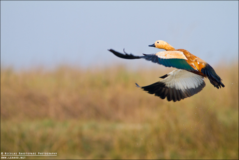 Chituwan National park – Banke – Bardiya – Suklaphanta National park Safari 